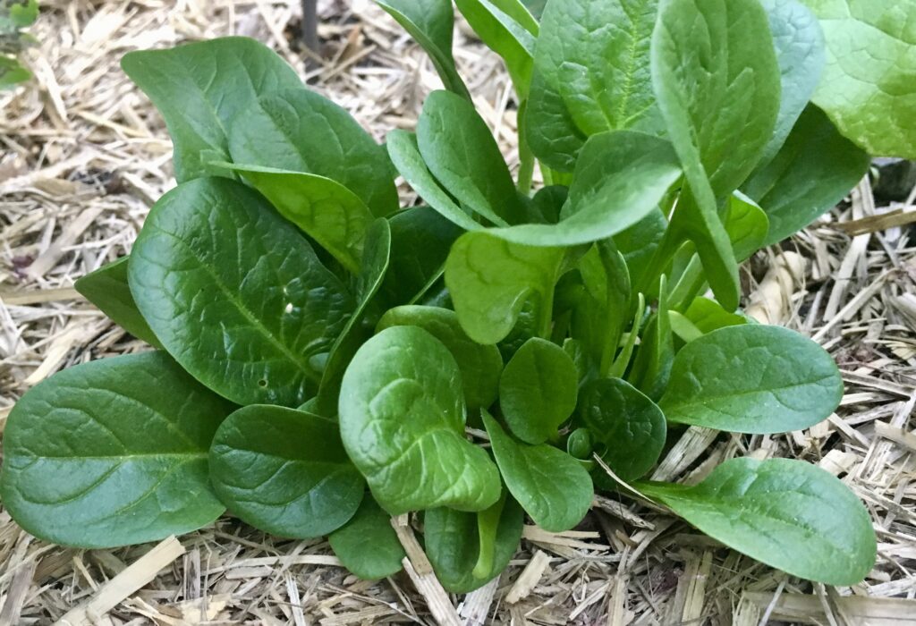 Features vs benefits: selling the benefit of the spinach not the spinach